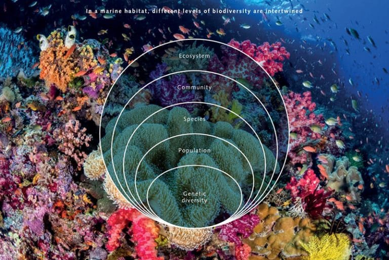 biodiversidade marinha