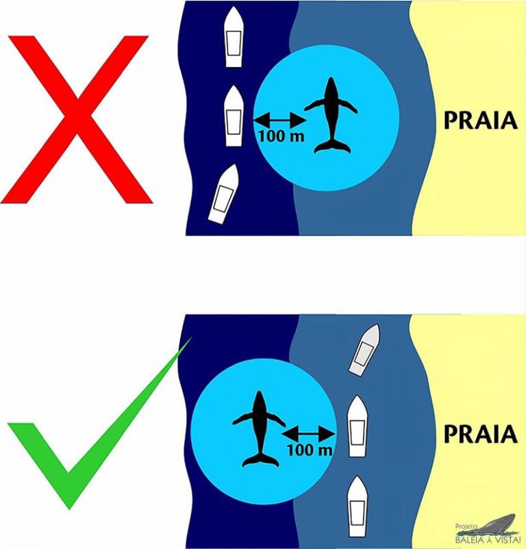 Esquema de barcos e observação de baleias 