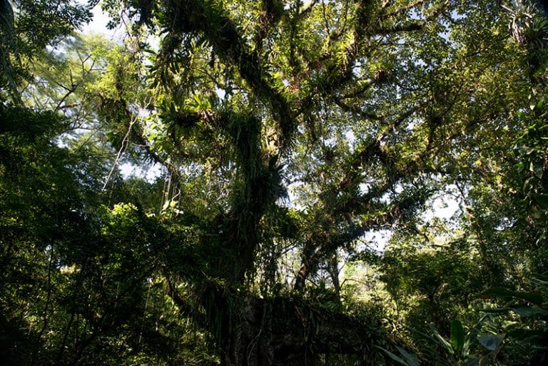 Árvore da mata Atlântica cheia de epífitas 
