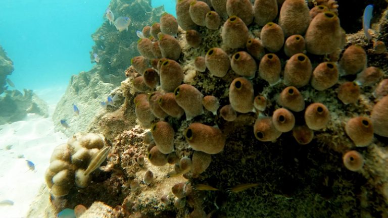 Estruturas submersas sendo colonizadas nas Maldivas.