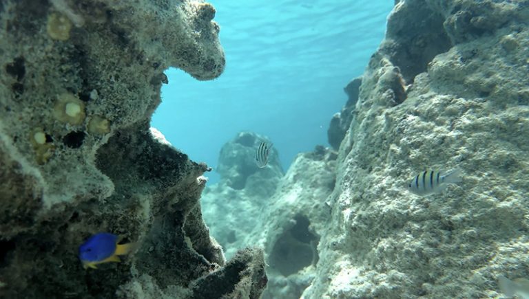 Peixes frequentam estruturas submersas 