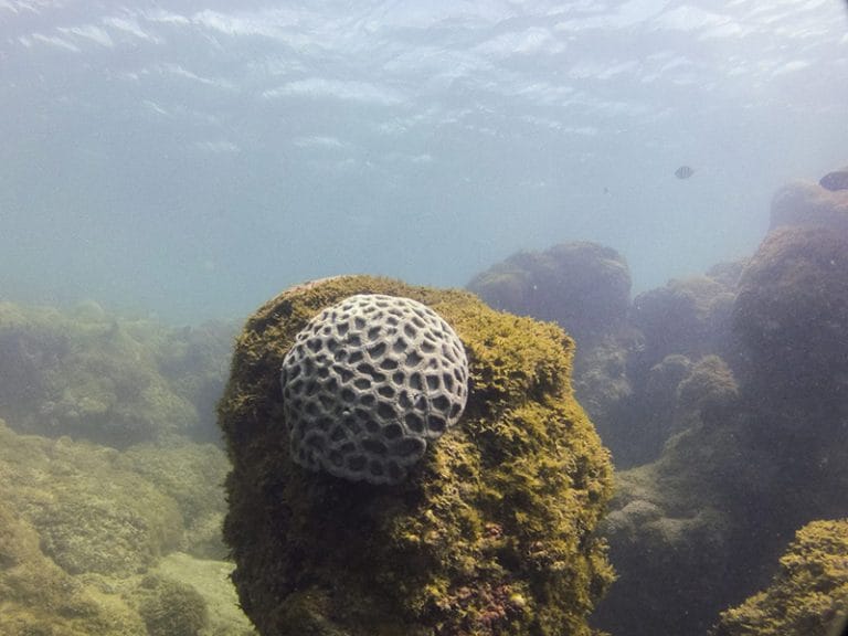Recifes de coral na Bahia 