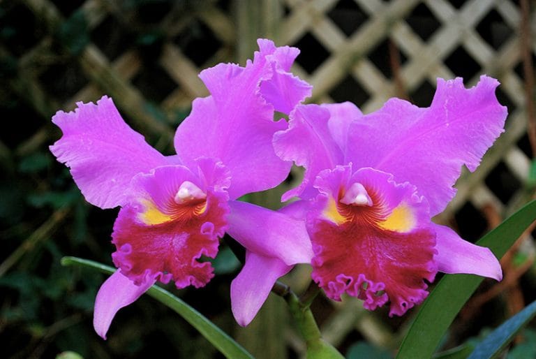 Orquídea Cattleya