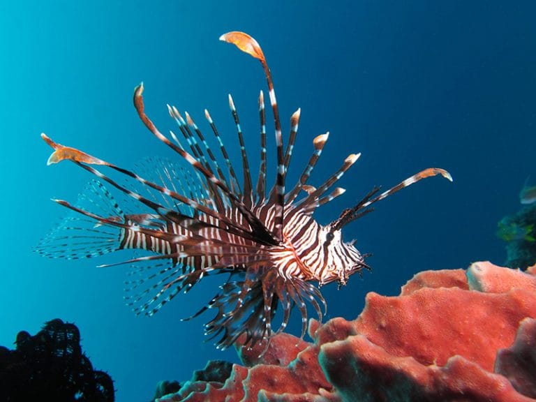 peixe leão 