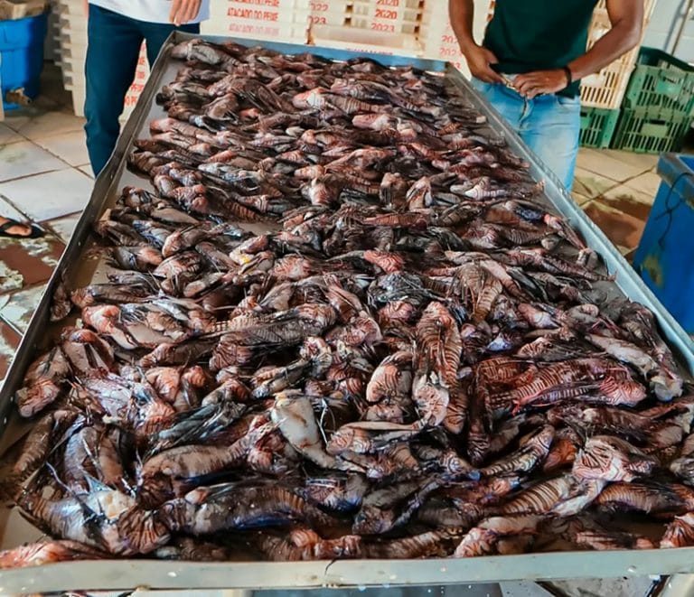 Peixes-leão retirados do mar em Porto Seguro 