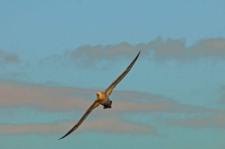 Albatroz-errante