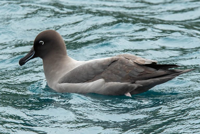 Albatroz-de-manto-claro