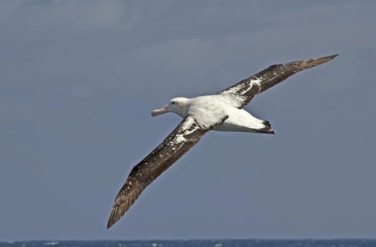 Albatroz-errante em imagem de Rebecca Bowater, NZ Birds Online.