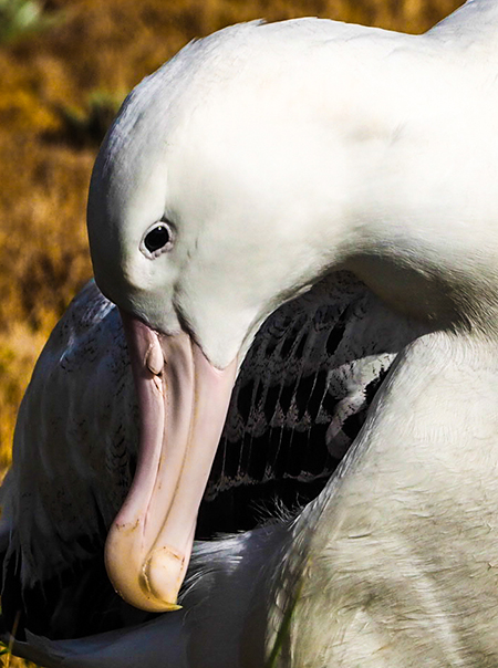 Albatroz em imagem de Kimberley Kliska.