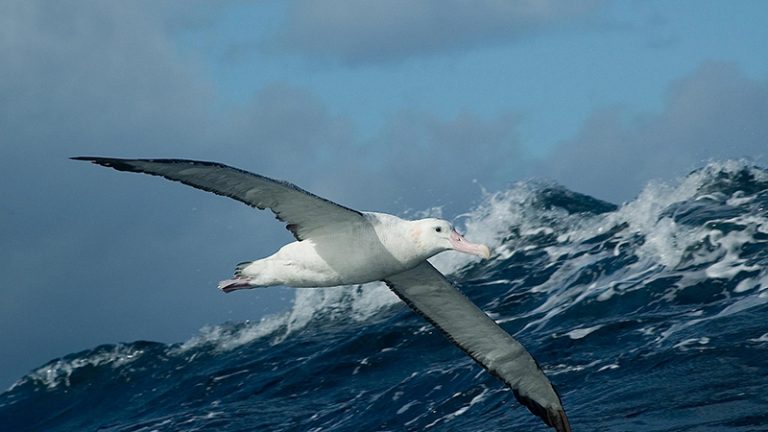 Albatroz-errante em imagem de Mike Double