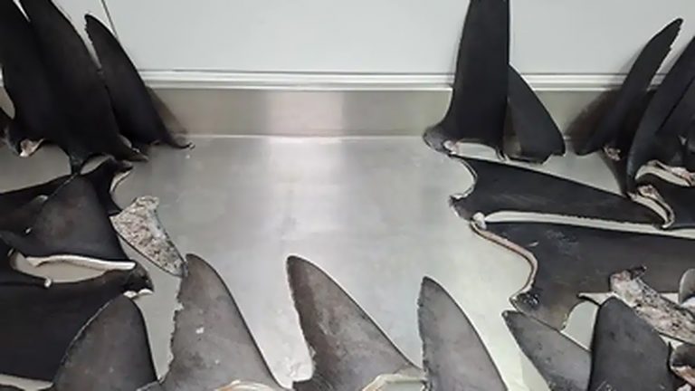 Barbatanas de tubarão apreendidas em Santa Catarina.