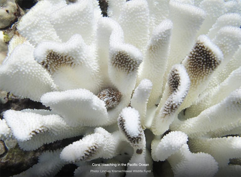 Branqueamento de recifes de coral 