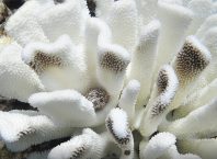 Recifes de coral rasos: o mundo se aproxima de perda irreparável