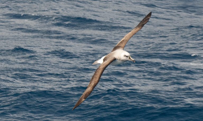 albatroz