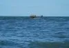 Pesca no Sudeste e no Sul: estudo aponta sobrepesca