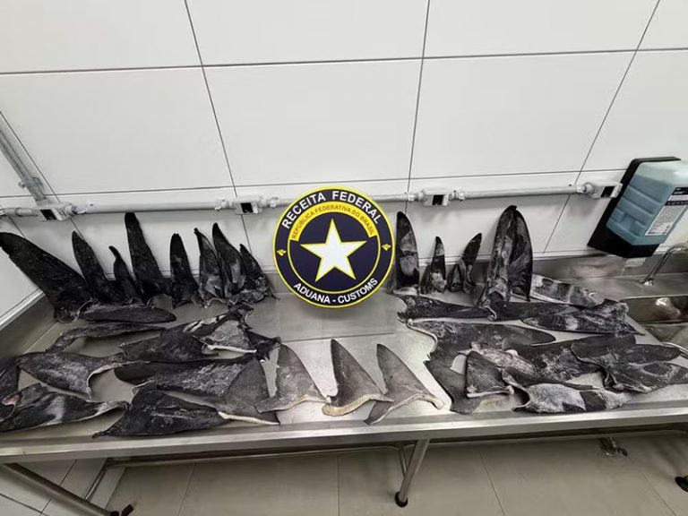Tráfico de barbatanas de tubarões em Santa Catarina é alvo do Ibama