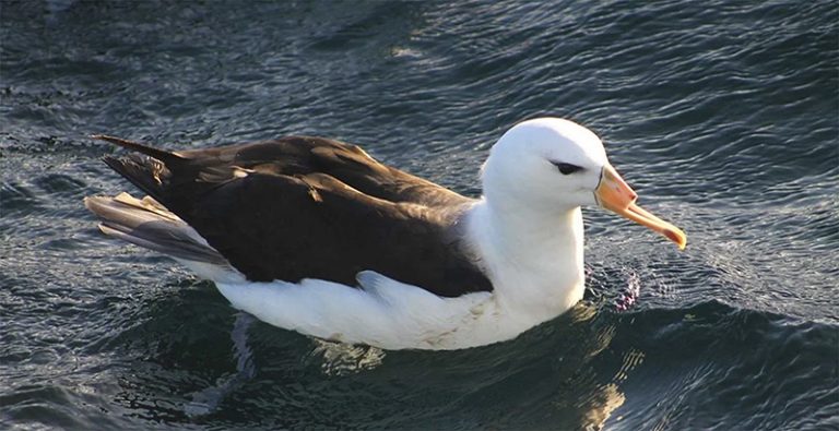 albatroz com o bico cortado