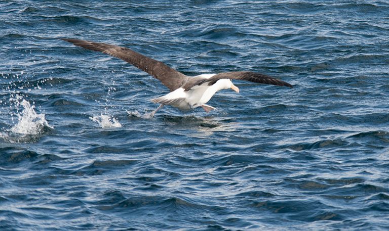 albatroz levantando voo 